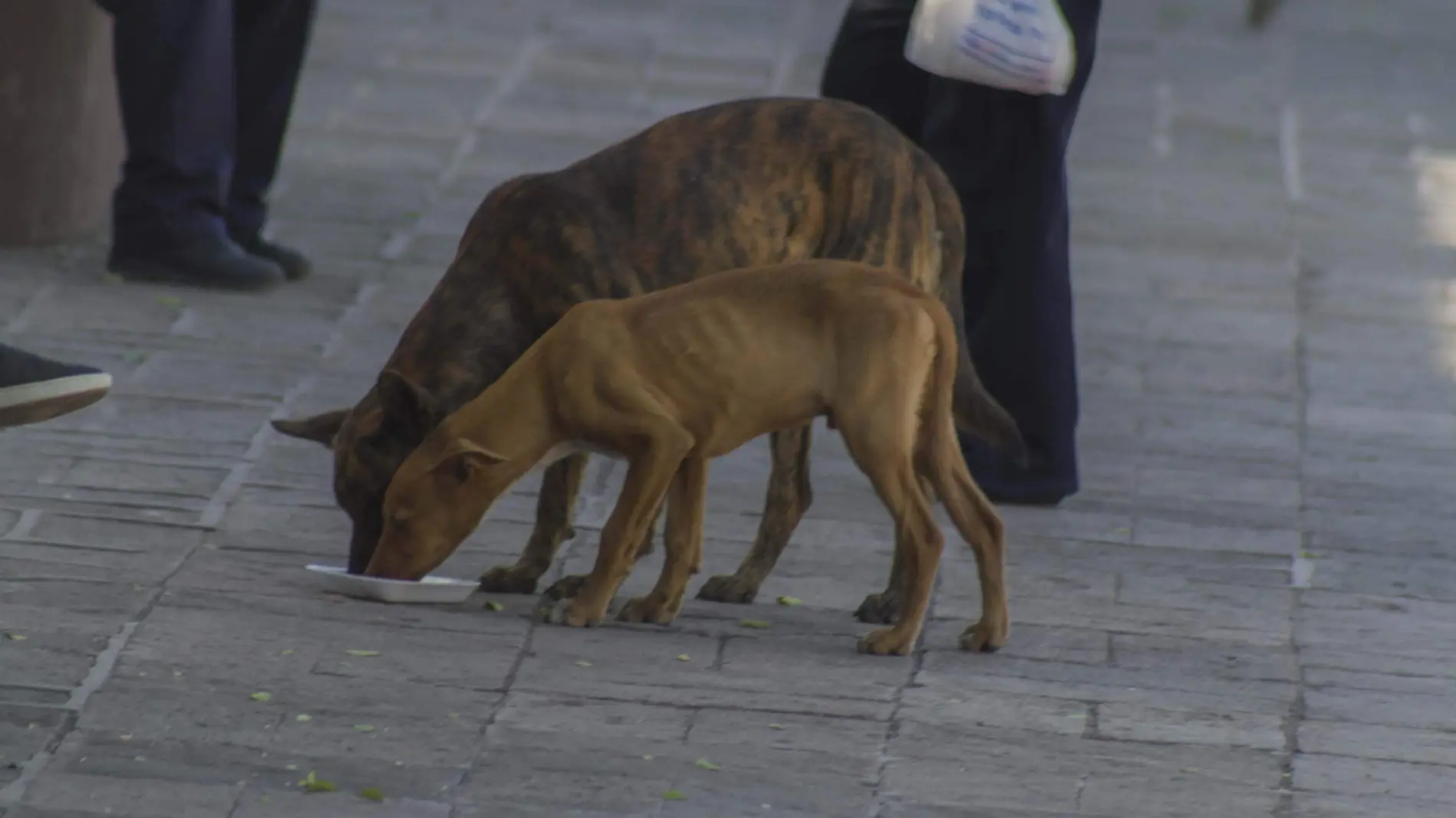 Esperan llegar a la mayor parte de la población canina. Foto César Ortiz. El Sol de San Juan del Río.